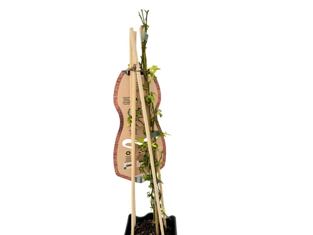 Růže popínavá Blueshing Queen, výška 50–60 cm, květináč 1,5 l
