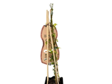 Růže popínavá Blueshing Queen, výška 50–60 cm, květináč 1,5 l