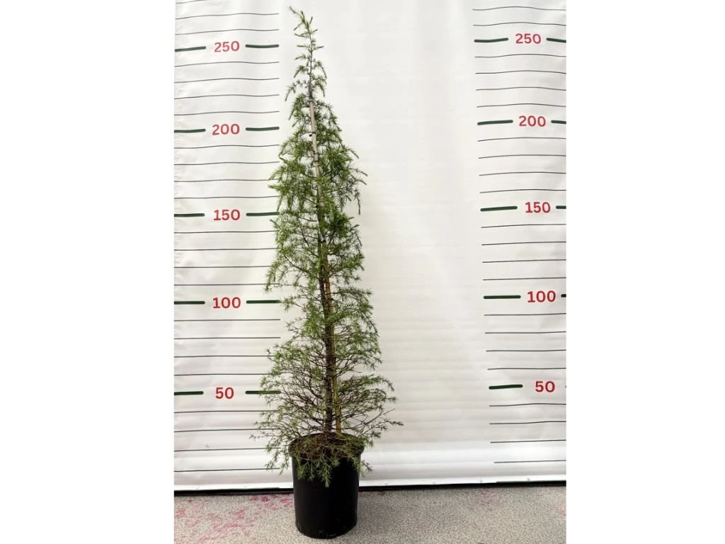 Cedr himálajský, výška 160–200 cm, květináč 25 l