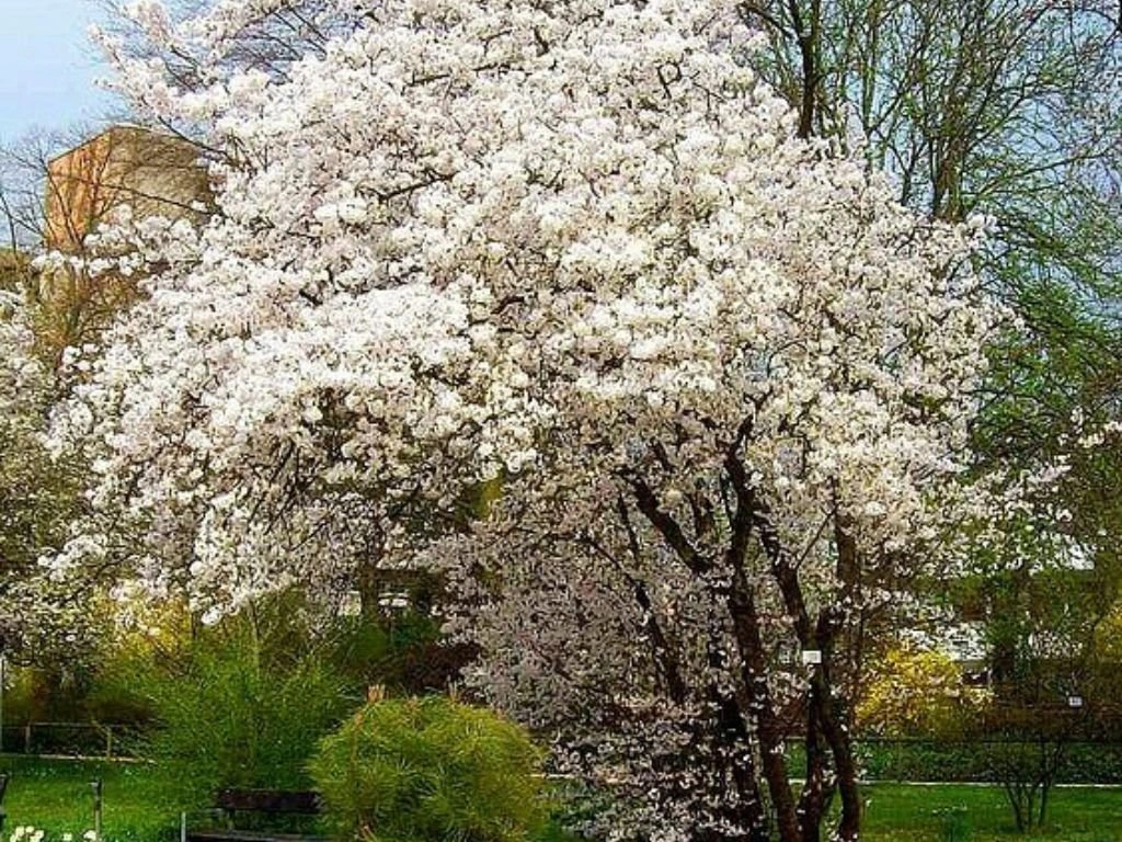 Okrasná třešeň Brilliant, výška 50–80 cm, květináč 23 cm