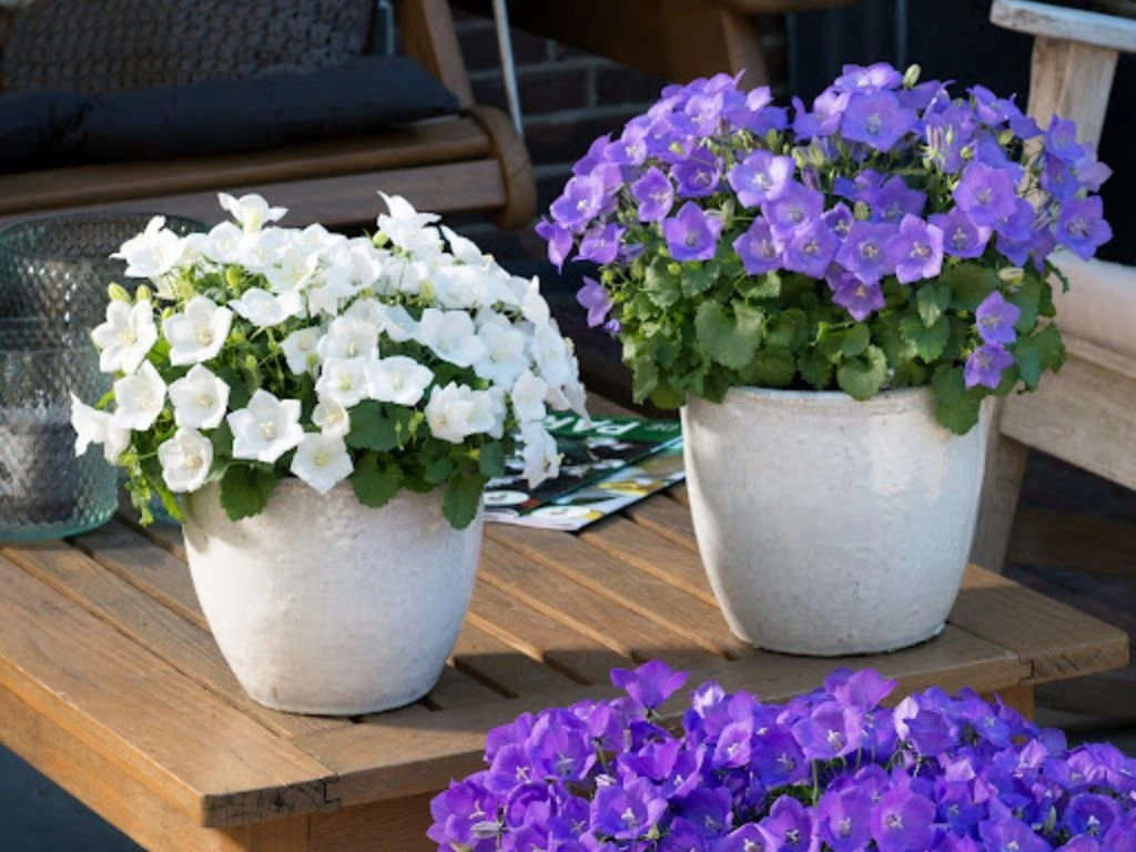 Zvonek karpatský Avida White, květináč 9 cm