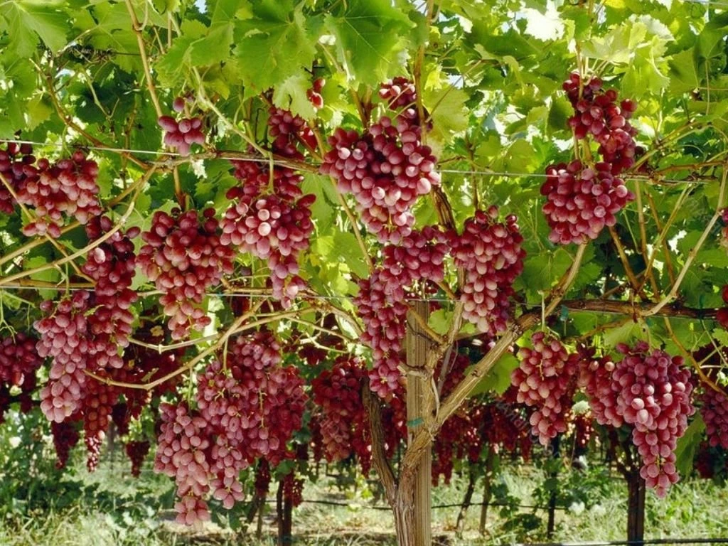 Réva vinná stolní Crimson, vyvázaná, výška 150–175 cm, květináč 5 l