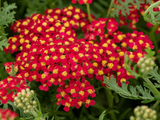 Řebříček Paprika, květináč 9 cm