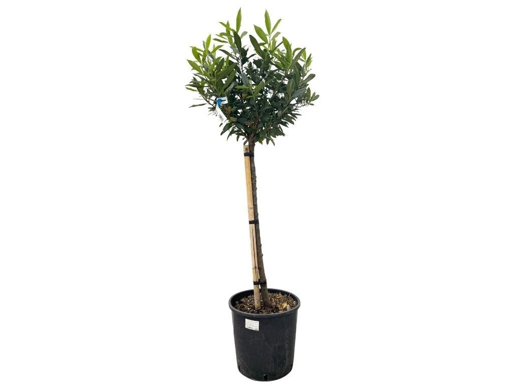 Vavřínovec lékařský Otto Luyken na 70–80 cm kmínku, výška 110–130 cm, květináč 18 l