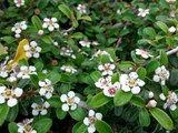 Skalník Dammerův Eichholz, květináč 9 cm