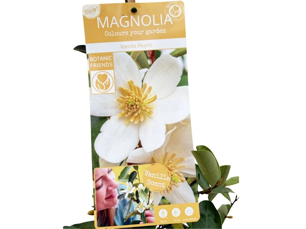 Magnólie velkokvětá Vanilla Pearls, výška 80–100 cm, květináč 19 cm