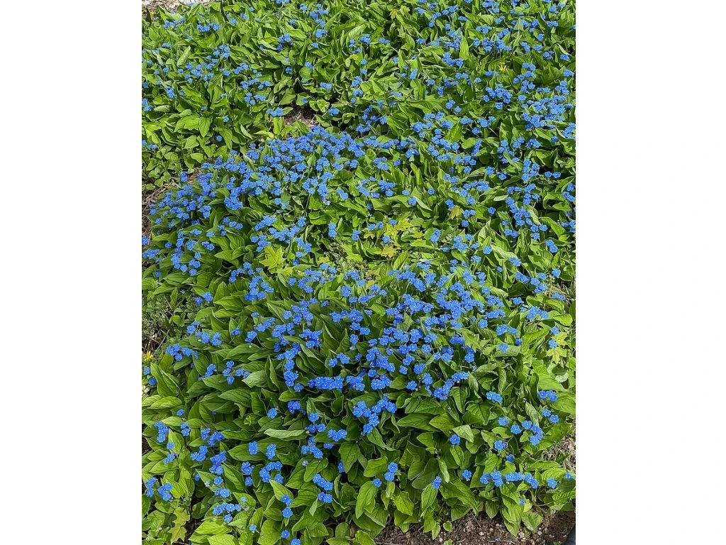 Pupkovec jarní, květináč 9 cm