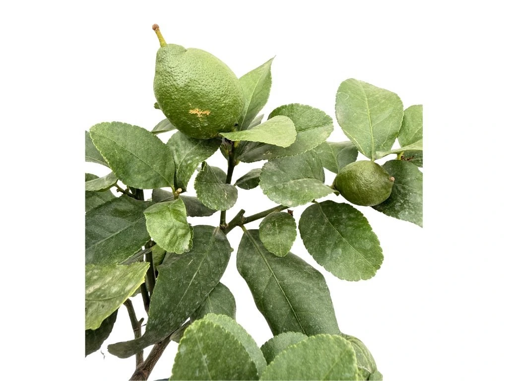Citroník na kmínku 20–25 cm, výška 60–80 cm, květináč 5 l