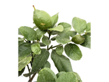 Citroník na kmínku 20–25 cm, výška 60–80 cm, květináč 5 l