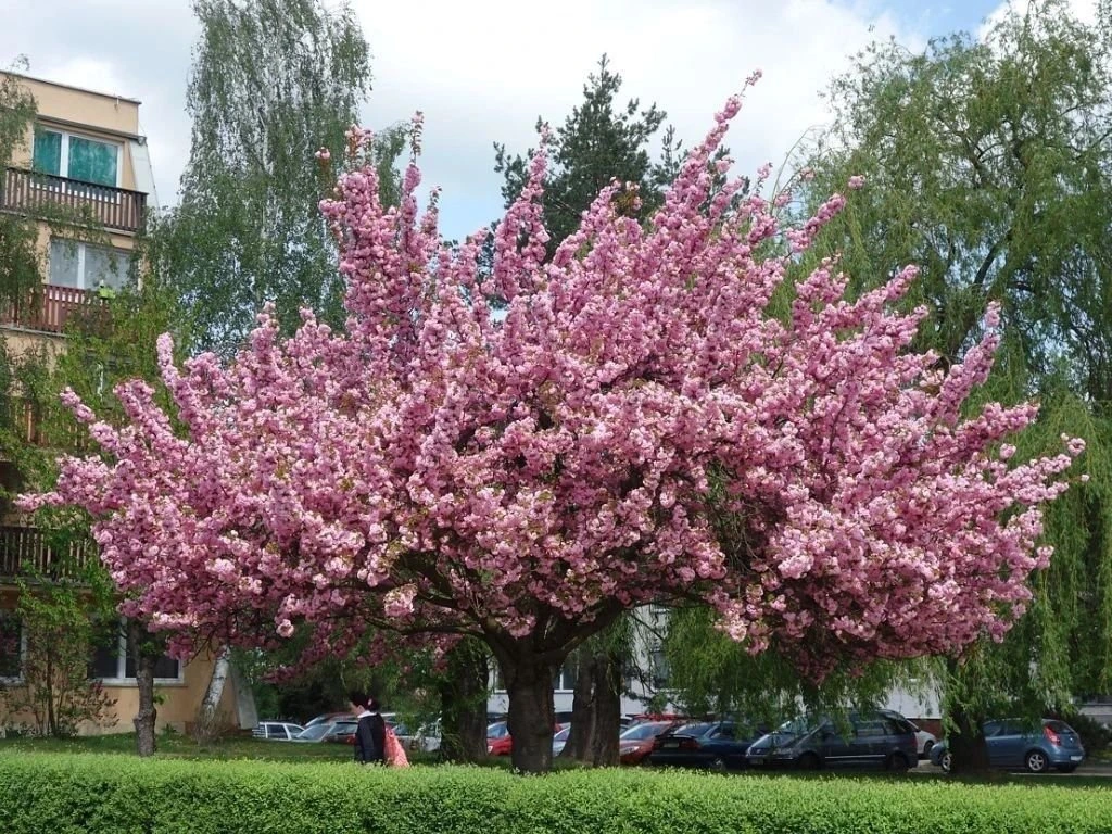 Okrasná třešeň Kanzan, výška 50–80 cm, květináč 23 cm