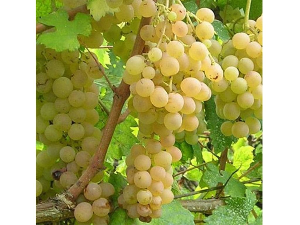 Réva vinná stolní Fragola Bianca, vyvázaná, výška 150–175 cm, květináč 5 l