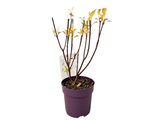 Svída bílá Kesselringii, výška 30–40 cm, květináč 14 cm