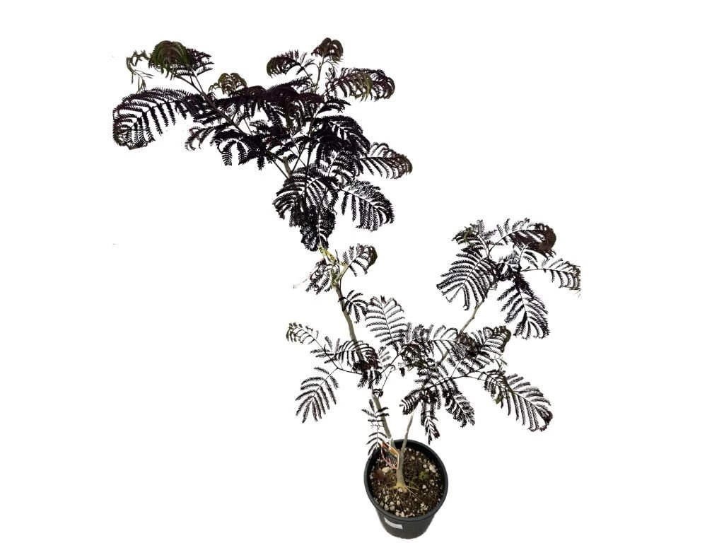 Albízie růžová Summer Chocolate, výška 100–150 cm, květináč 9–10 l