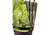 Svída bílá Kesselringii, výška 30–40 cm, květináč 14 cm