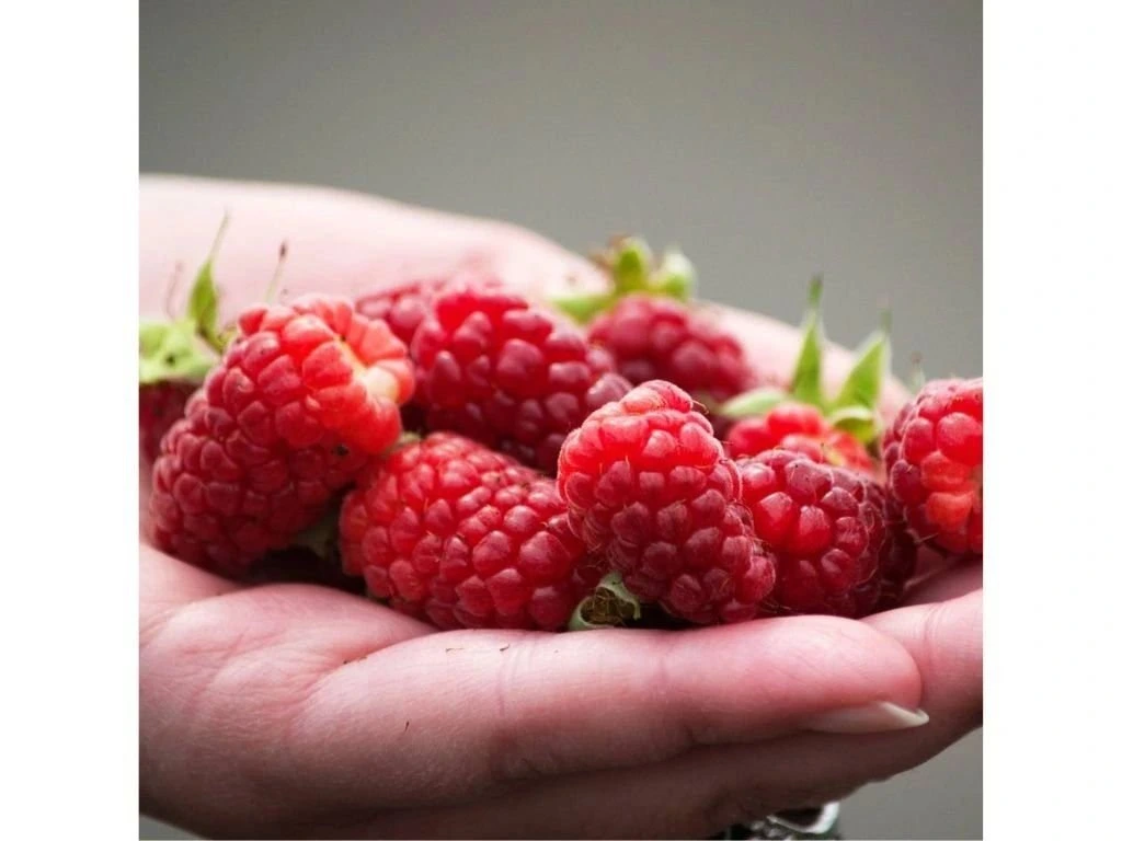 Malinoostružiník Tayberry, výška 30–40 cm, květináč 1,5 l