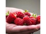 Malinoostružiník Tayberry, výška 30–40 cm, květináč 1,5 l