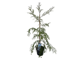 Sekvoj vždyzelený, výška 100–130 cm, květináč 5 l