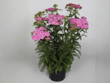 Řebříček Appleblossom, květináč 9 cm
