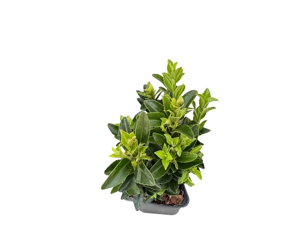 Brslen japonský Green Spire, výška 10–20 cm, květináč 9 cm
