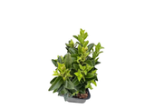 Brslen japonský Green Spire, výška 10–20 cm, květináč 9 cm
