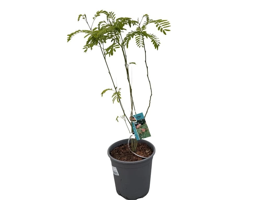Albízie růžová, výška 40–70 cm, květináč 19 cm