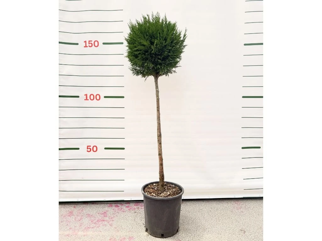 Cypřišovec Leylandův Pyramidalis na kmínku 80-90 cm, výška 120-130 cm, květináč 18 l