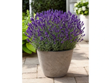 Levandule úzkolistá Dwarf Blue, květináč 9 cm