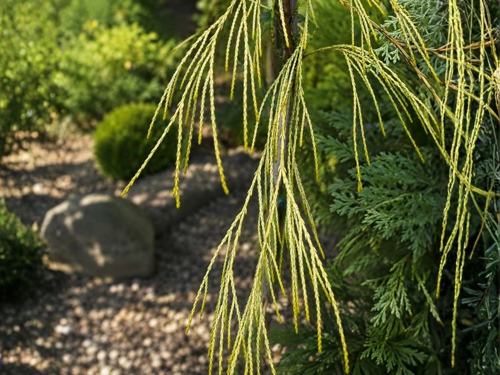 Cypřišek Lawsonův Golden Sprinklers, výška 30–50 cm, květináč 19 cm