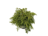 Kryptomerie japonská Elegans Viridis, výška 40–50 cm, květináč 23 cm