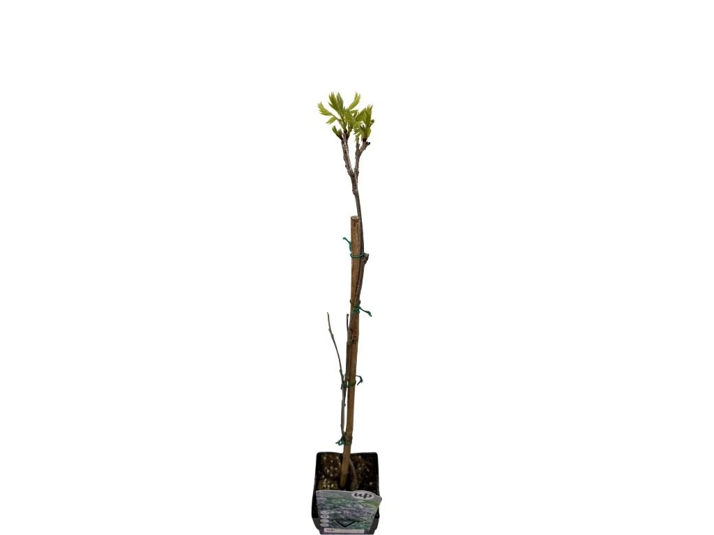 Vistárie květnatá Black Dragon, výška 50–70 cm, květináč 15 cm