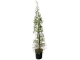 Cedr himálajský, výška 160–200 cm, květináč 25 l