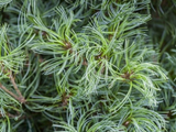 Borovice hladká Tiny Curls, výška 20–30 cm, květináč 19 cm