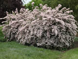 Kolkvície sličná Pink Cloud, výška 20–30 cm, květináč 2 l