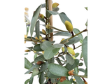 Magnólie velkokvětá Vanilla Pearls, výška 80–100 cm, květináč 19 cm