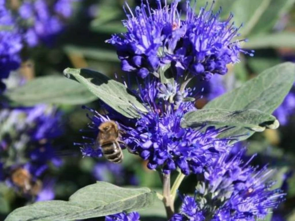 Ořechoplodec klandonský Kew Blue, výška 20–30 cm, květináč 15 cm