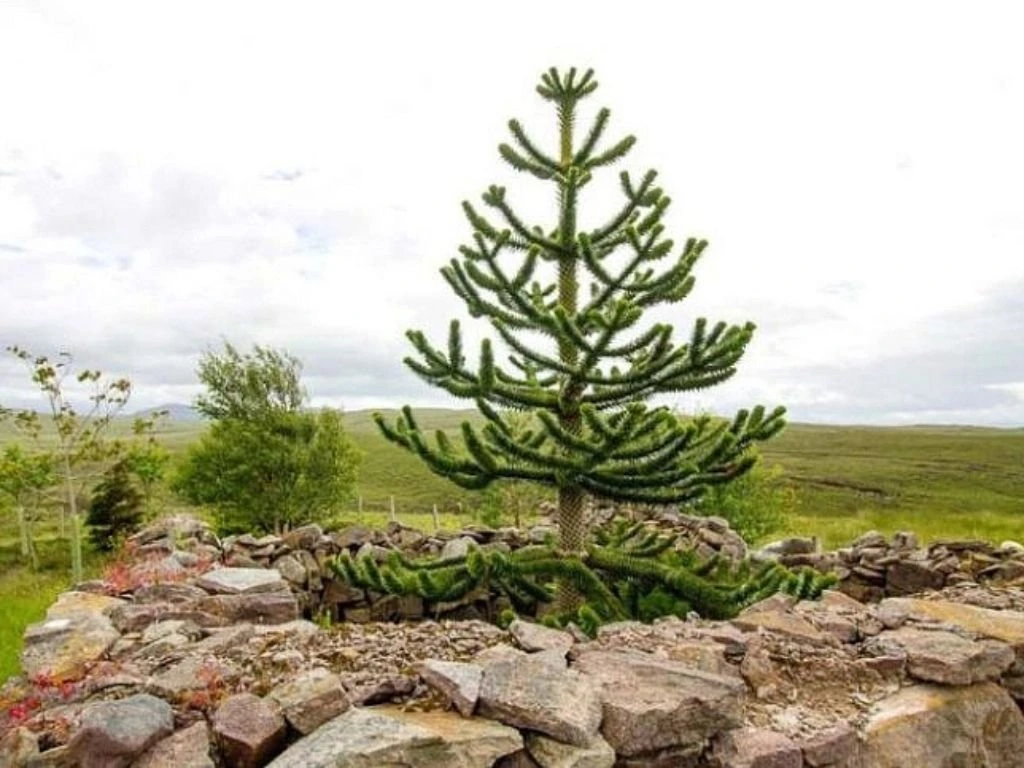 Blahočet chilský, výška 20–30 cm, květináč 15 cm