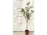 Magnólie velkokvětá Little Gem na 40–50 cm kmínku, výška 120–135 cm, květináč 7 l