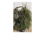 Borovice Jotosho Pendula na kmínku, výška 90–100 cm, květináč 25 l