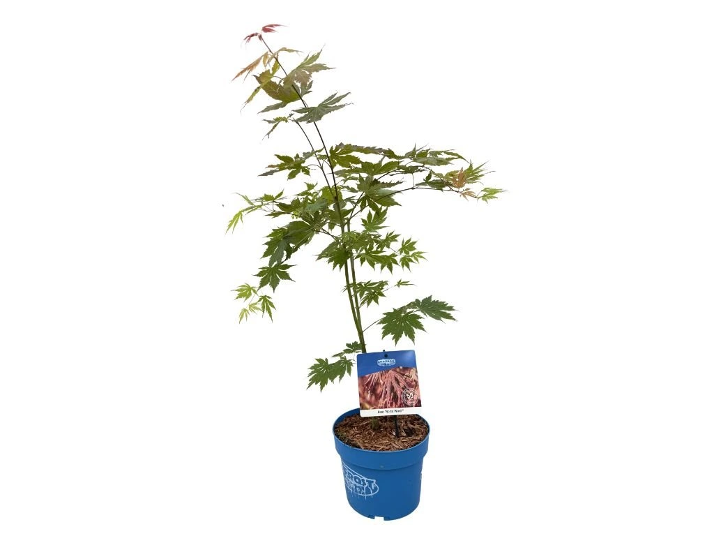 Javor korejský North Wind Jack Frost, výška 50–70 cm, květináč 19 cm