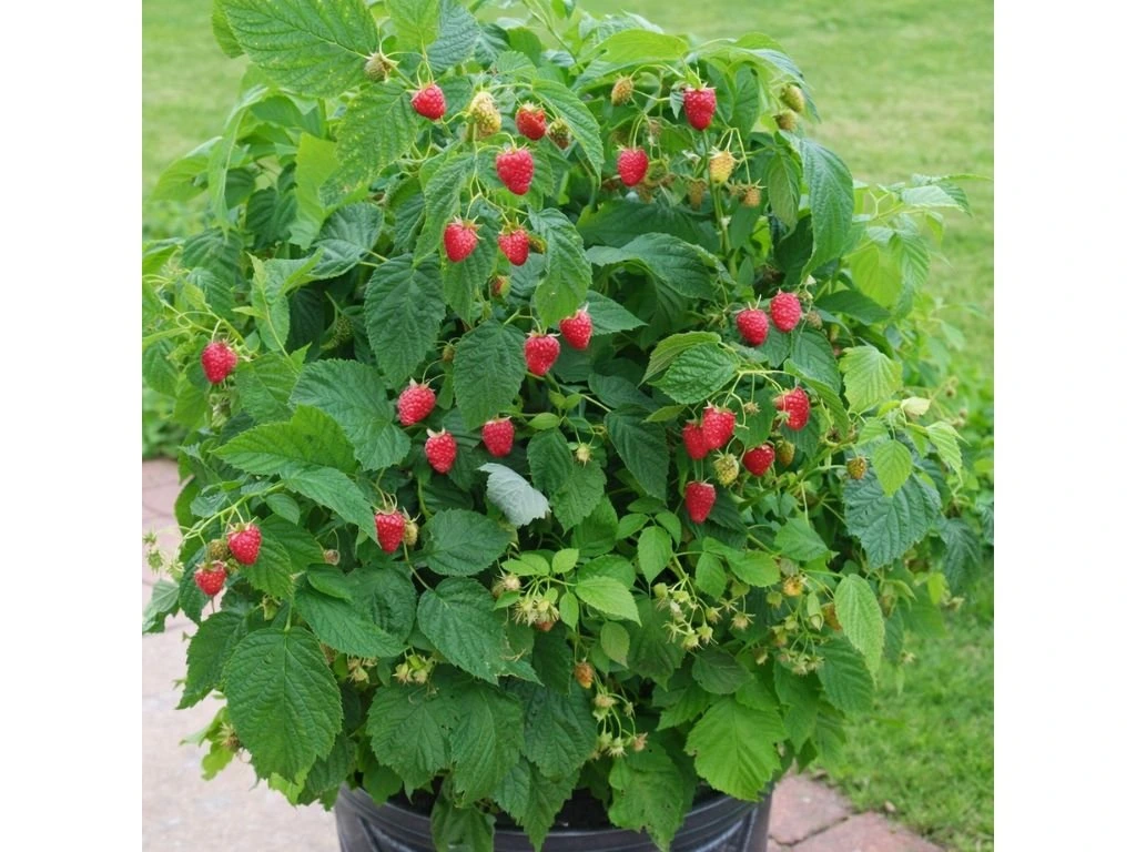 Maliník červený beztrnný Glen Dee, výška 30–40 cm, květináč 1,5 l