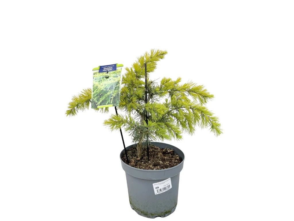 Cedr himálajský Golden Horizon, výška 30–40 cm, květináč 5 l