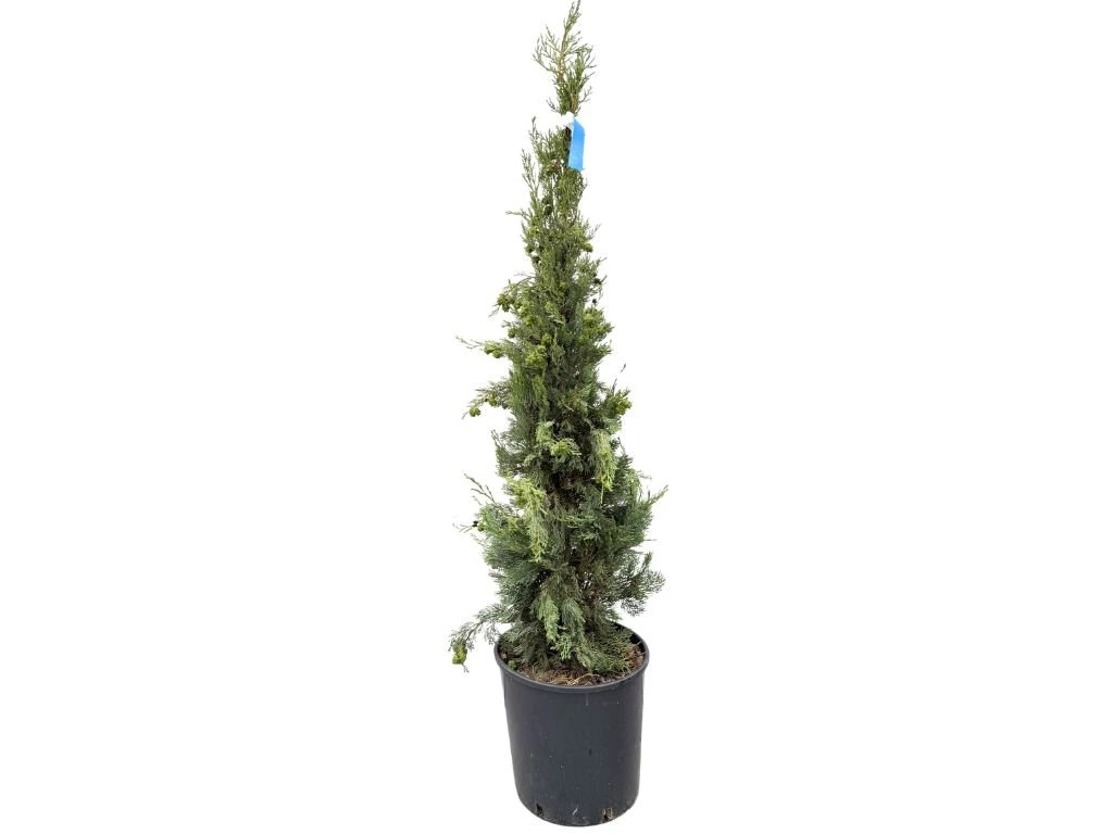 Cypřiš vždyzelený Pyramidalis, výška 100-130 cm, květináč 9 l