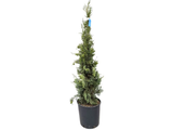 Cypřiš vždyzelený Pyramidalis, výška 100-130 cm, květináč 9 l