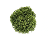 Kryptomérie japonská Globosa Nana, výška 60–70 cm, květináč 45 l
