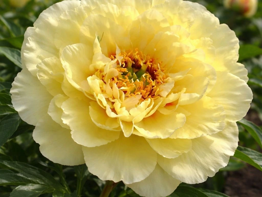 Pivoňka hybridní Itoh Yellow Crown, květináč 1,5 l