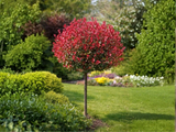 Blýskavka Fraserova Little Red Robin na 130–140 cm kmínku, výška 170–190 cm, květináč 12 l
