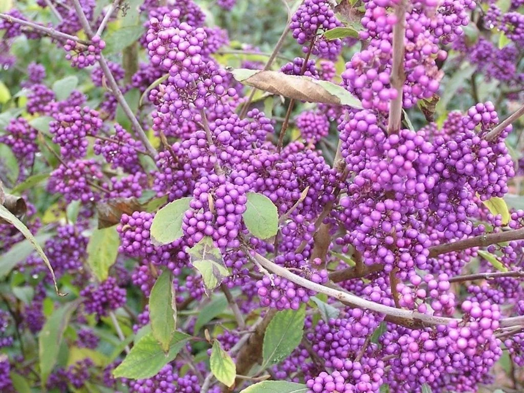 Krásnoplodka Bodinierova Profusion, výška 30–50 cm, květináč 19 cm