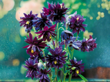 Orlíček obecný Black Barlow, květináč 11 cm