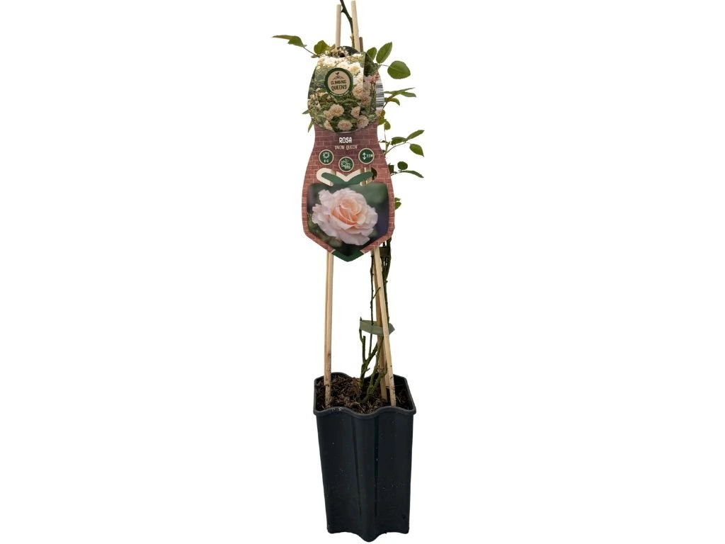 Růže popínavá Snow Queen, výška 50–60 cm, květináč 1,5 l