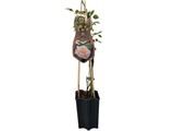 Růže popínavá Snow Queen, výška 50–60 cm, květináč 1,5 l